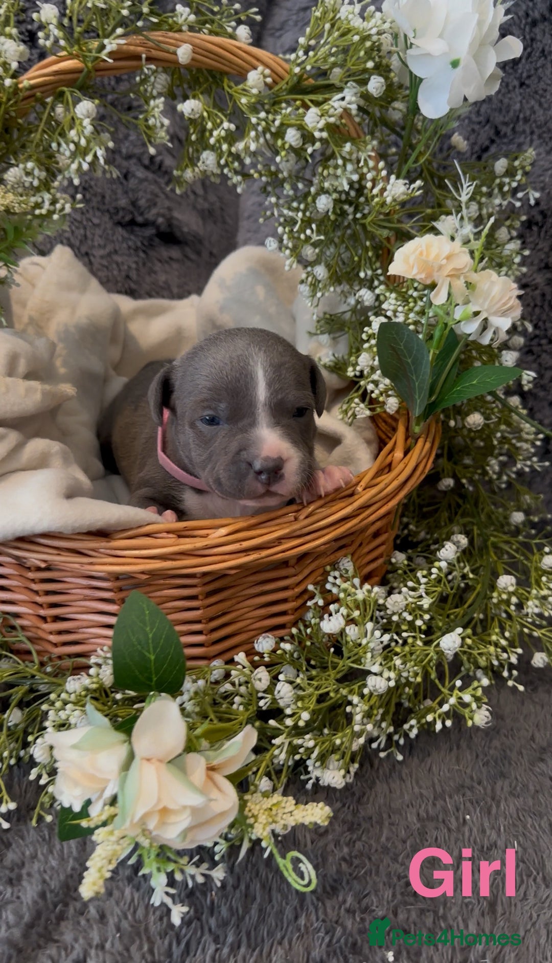 Staffordshire Bull Terrier dogs for sale: Stunning Staff Puppies  - Image 22