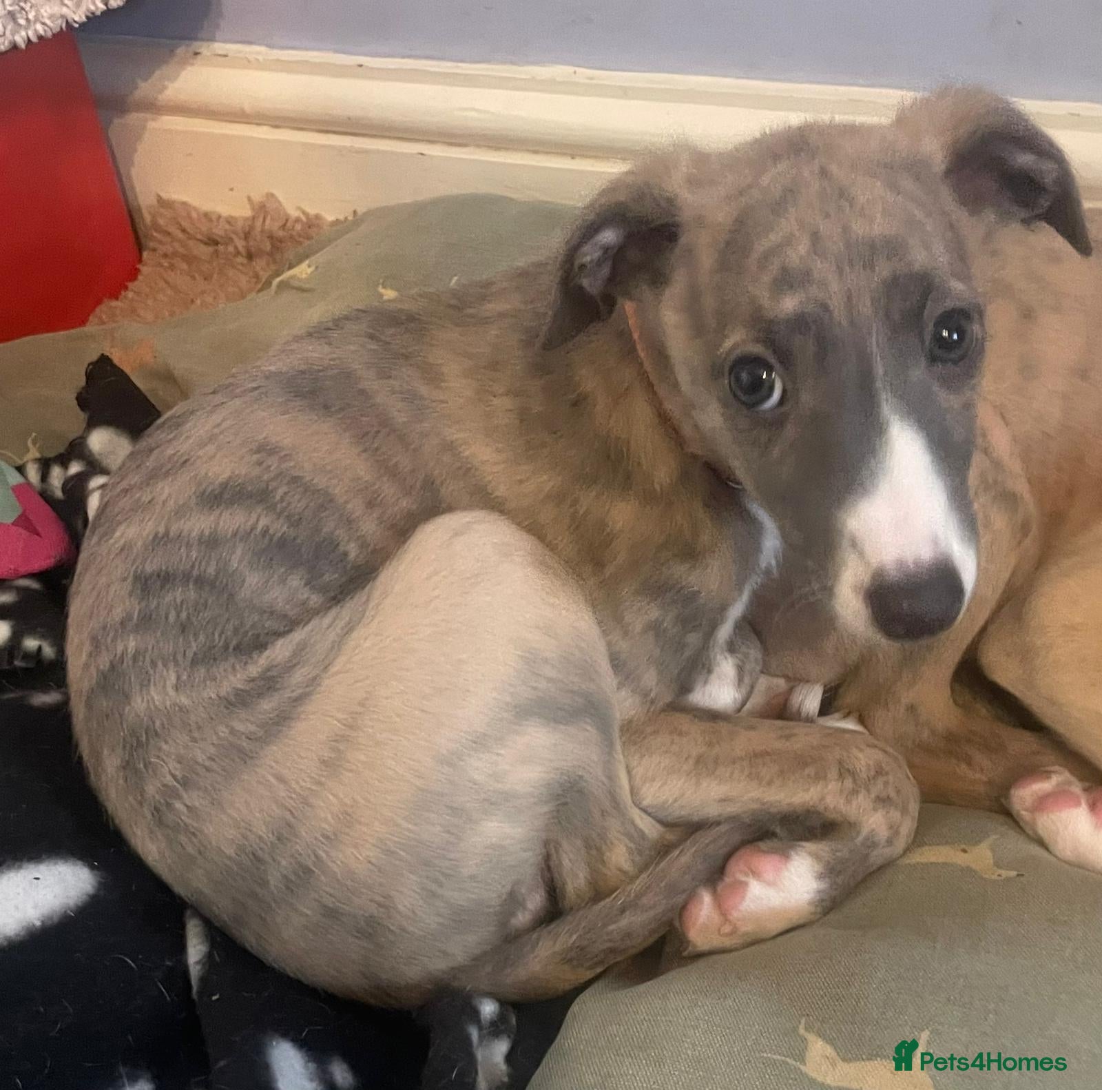 Whippet dogs Beautiful & Perfect Whippet Girl Available - Advert 8