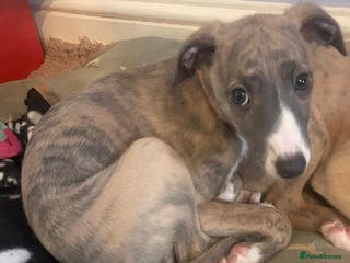 Whippet dogs Beautiful & Perfect Whippet Girl Available - Advert 8