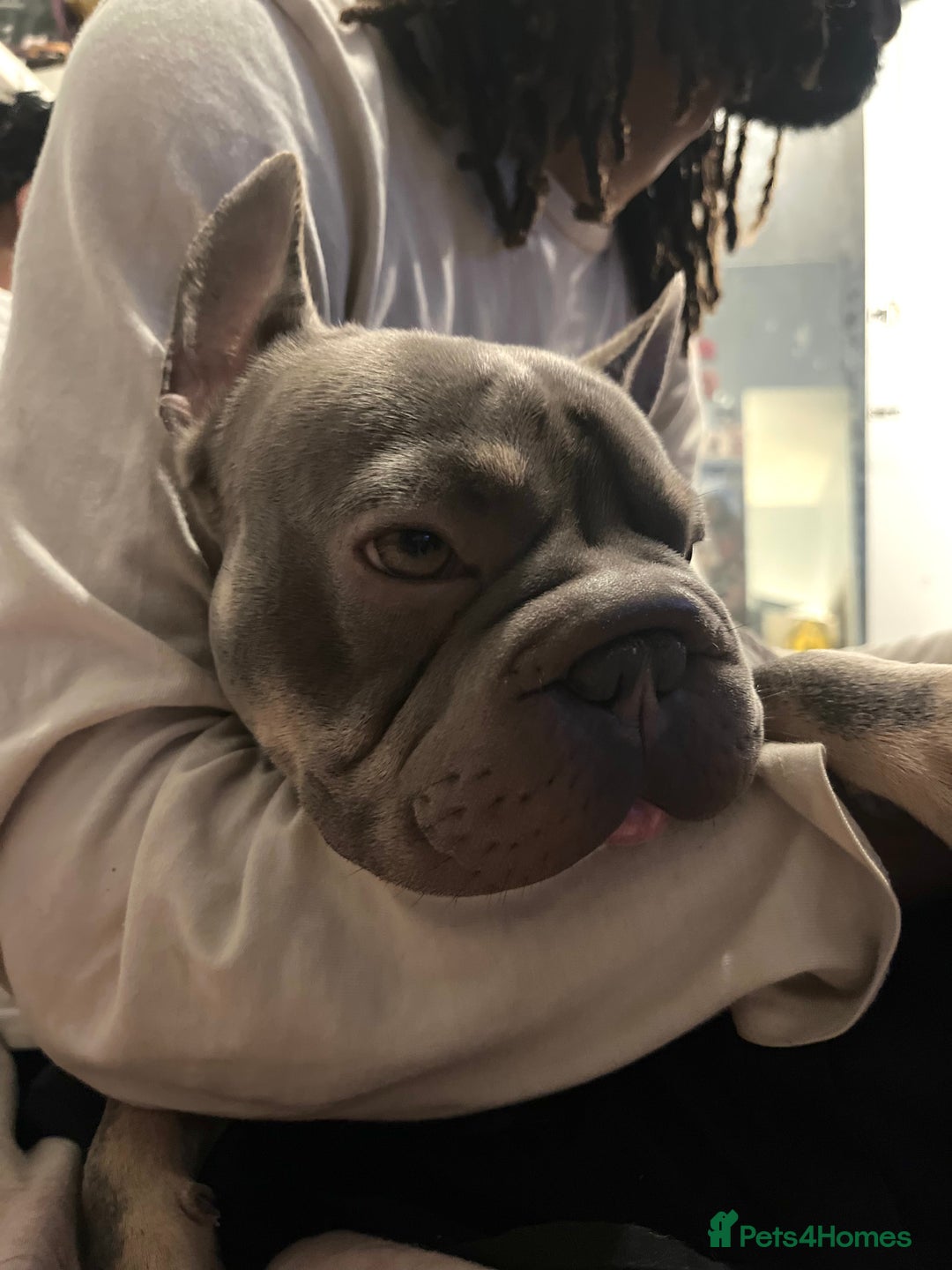 French Bulldog dogs for sale: Beautiful Grey Isabella coat french bulldog - Image 3