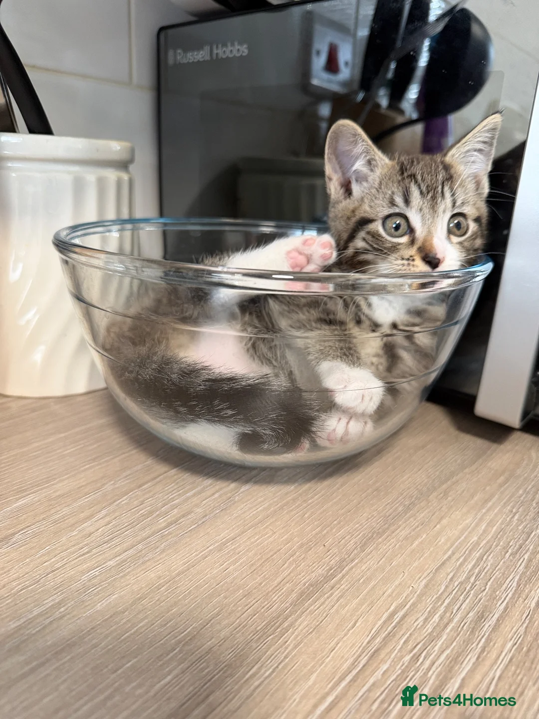 American Shorthair cats for sale: American ShortHair - Advert 2