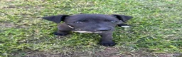 Whippet dogs for sale: Summer’s lovely puppies  - Advert 12