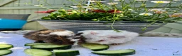 Guinea Pig rodents for sale: Guinea pig babies . Mixed breeds  - Advert 10