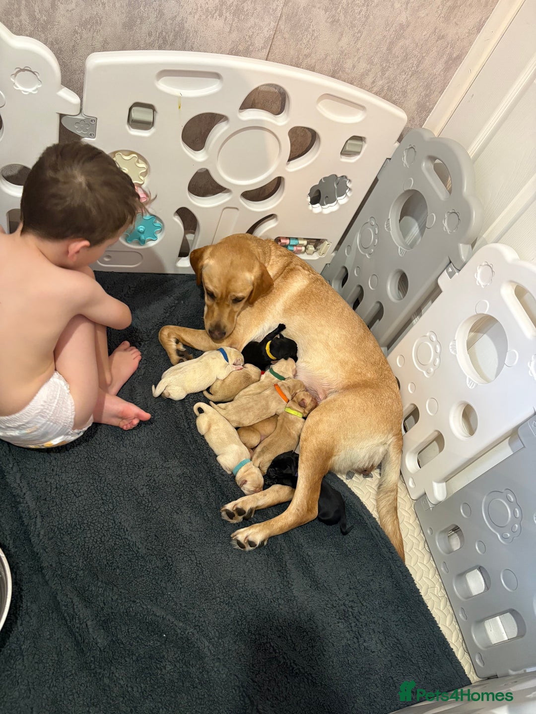 Labrador Retriever dogs for sale: Labrador Retriever Puppies for Sale 🐾 - Advert 1