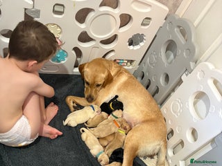 Labrador Retriever dogs Labrador Retriever Puppies for Sale 🐾 - Advert 1