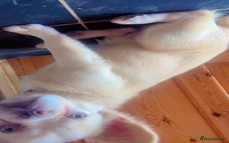 French Bulldog dogs for sale: Fluffy french bulldog - Advert 3