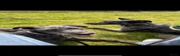 Lurcher dogs for sale: Bedlington/whippet lurcher puppies  - Advert 1