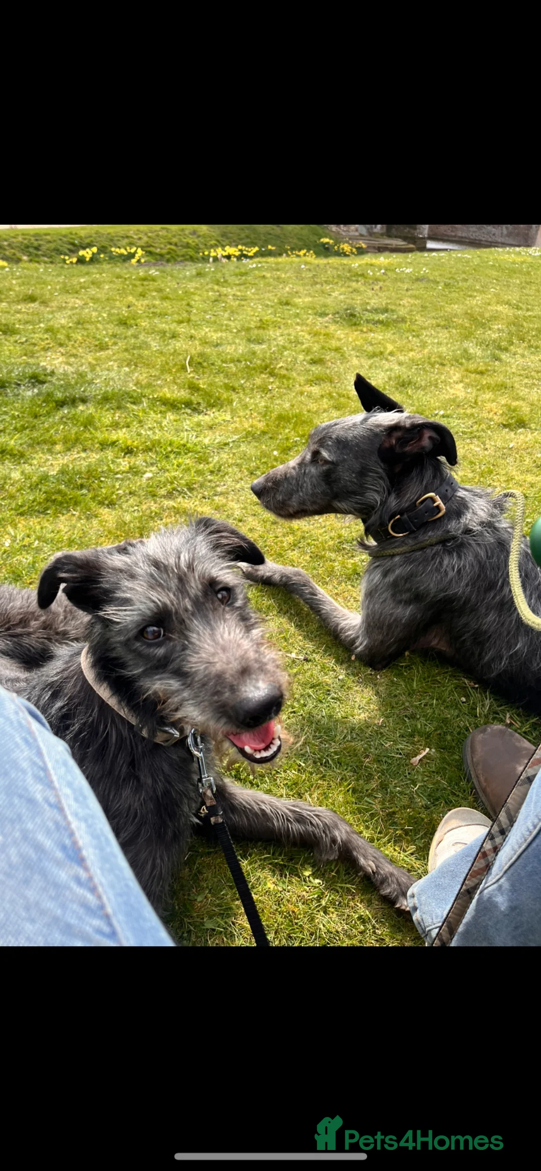 Lurcher dogs for sale: Bedlington/whippet lurcher puppies  - Advert 1