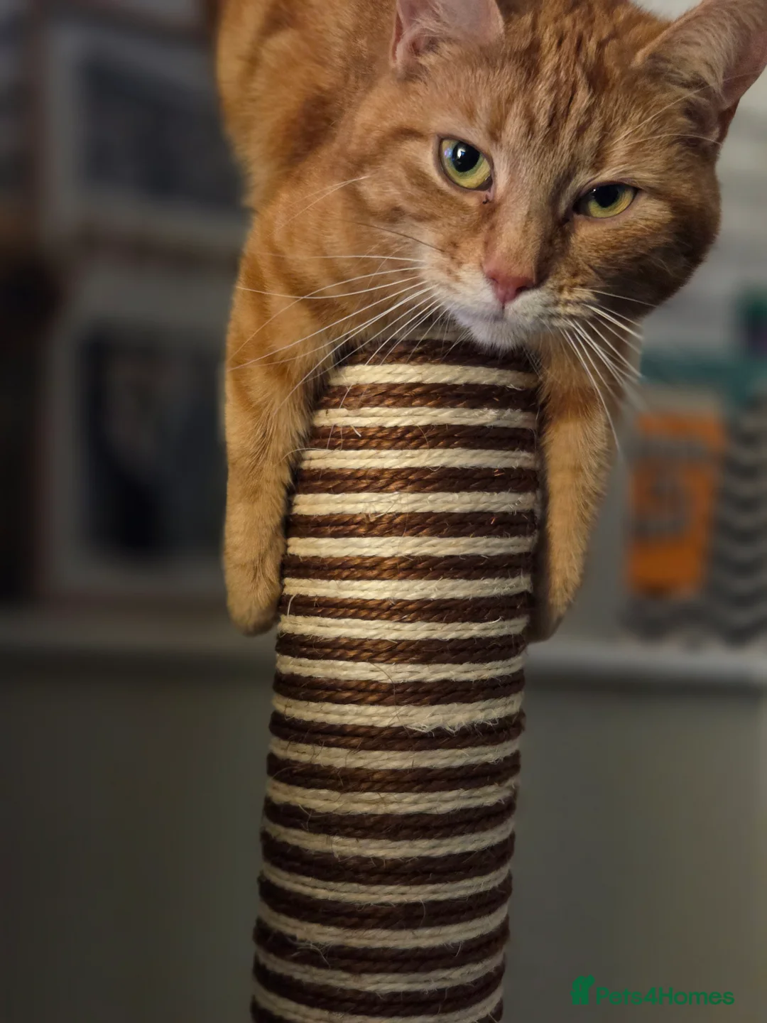 Mixed Breed cats for sale: Kittens for sale - Advert 5