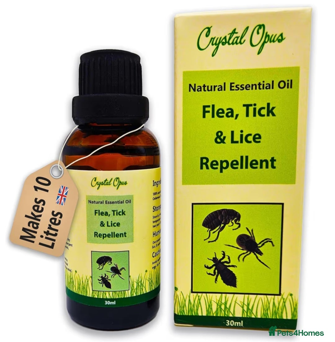 Mixed Breed cats for sale: Purrfect Rare Elf Eared Fur Babies Ready 14th Feb - Advert 16