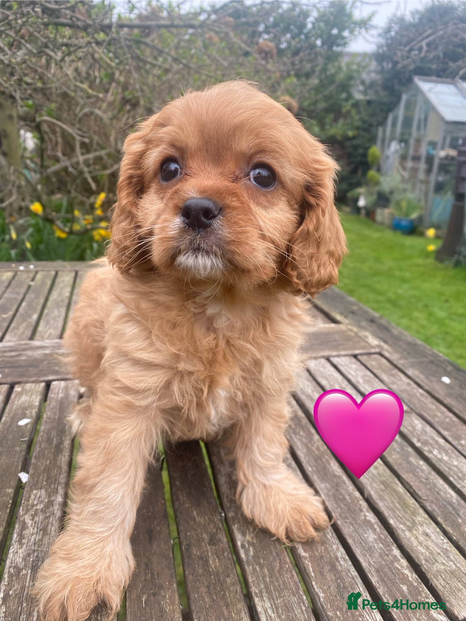 Cavapoo dogs F1 CAVAPOOS FROM LICENCED BREEDER. - Advert 14