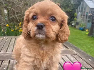 Cavapoo dogs F1 CAVAPOOS FROM LICENCED BREEDER. - Advert 14