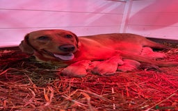 Labrador Retriever dogs for sale: Fox Red/Golden Labrador Puppies  - Image 6