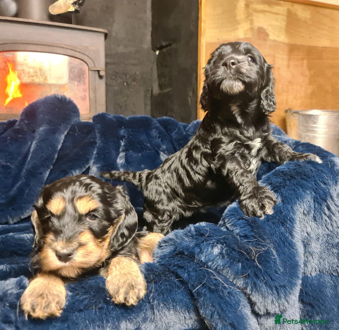 Cockapoo dogs for sale: Exceptional Cockapoo Puppies for Sale - Advert 13