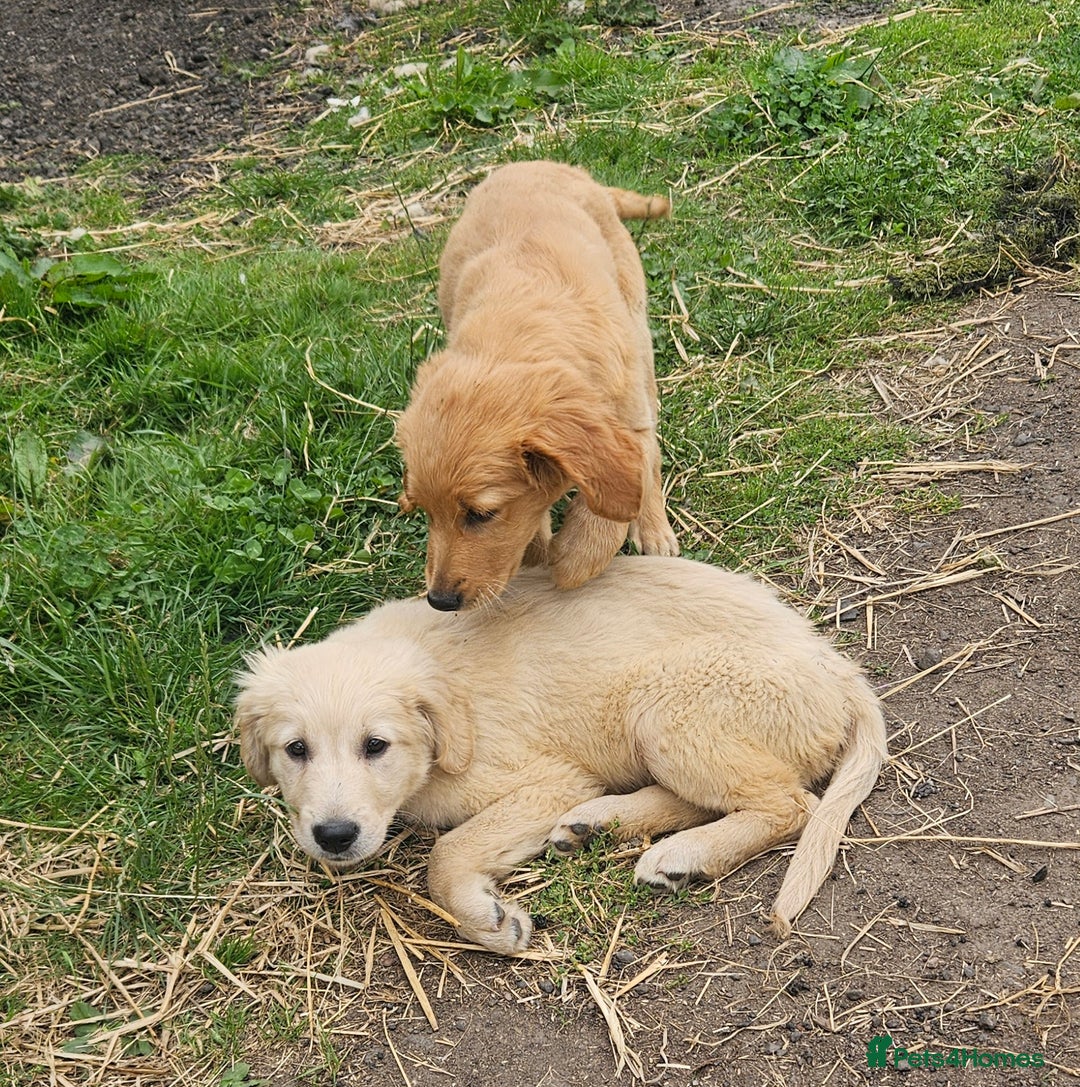 Golden Retriever dogs for sale: Golden retriever pups - Image 6
