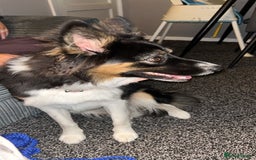 Mixed Breed dogs for sale: 10 month old Australian collie  - Image 2