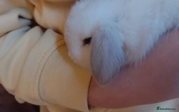 Mini Lop rabbits for sale: Gorgeous 💙purebred mini lop bunnies💙  - Image 5