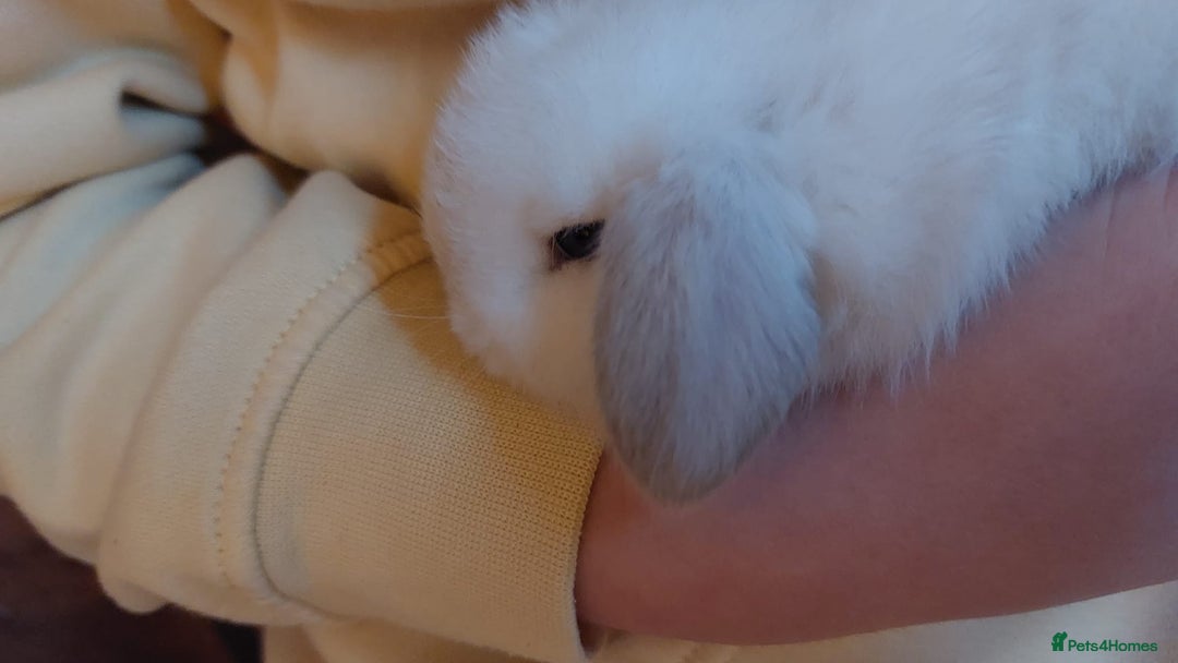 Mini Lop rabbits for sale: Gorgeous 💙purebred mini lop bunnies💙  - Image 5