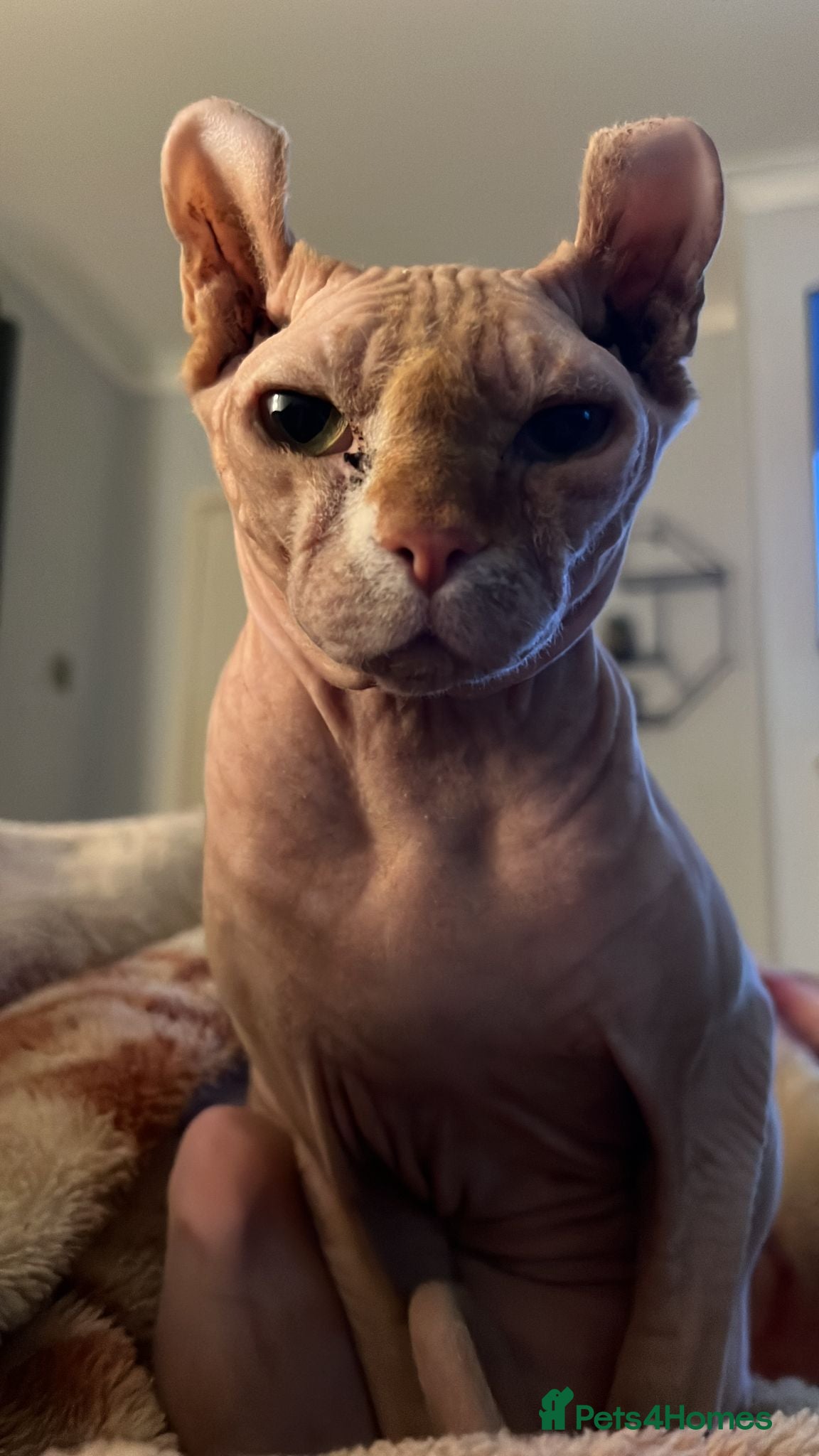 Sphynx cats Albie SPHYNX - Advert 1