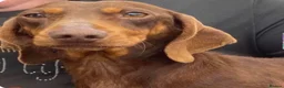 Miniature Dachshund dogs for sale: Beautiful long haired miniature dachshunds - Advert 2