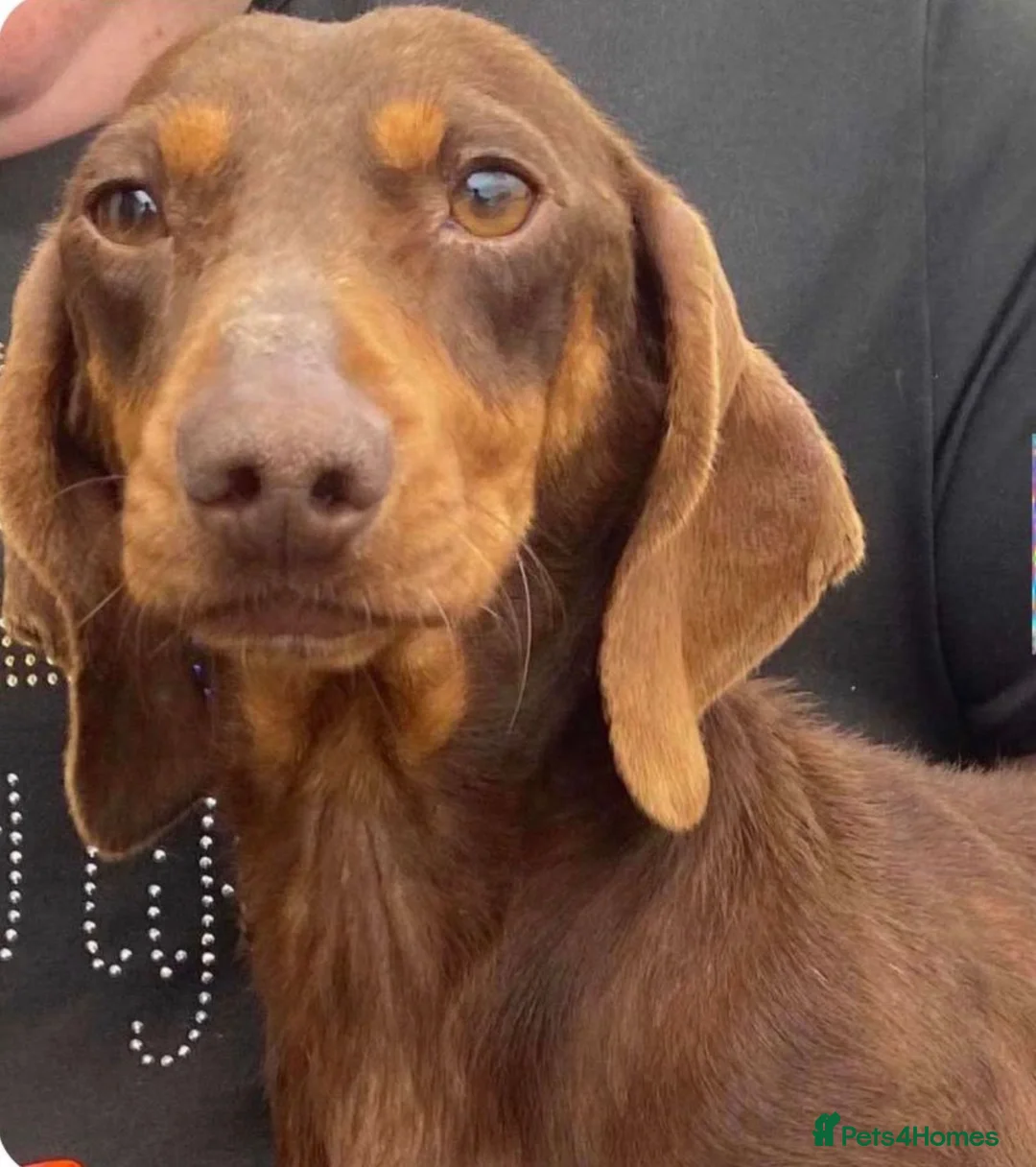 Miniature Dachshund dogs for sale: Beautiful long haired miniature dachshunds - Advert 2