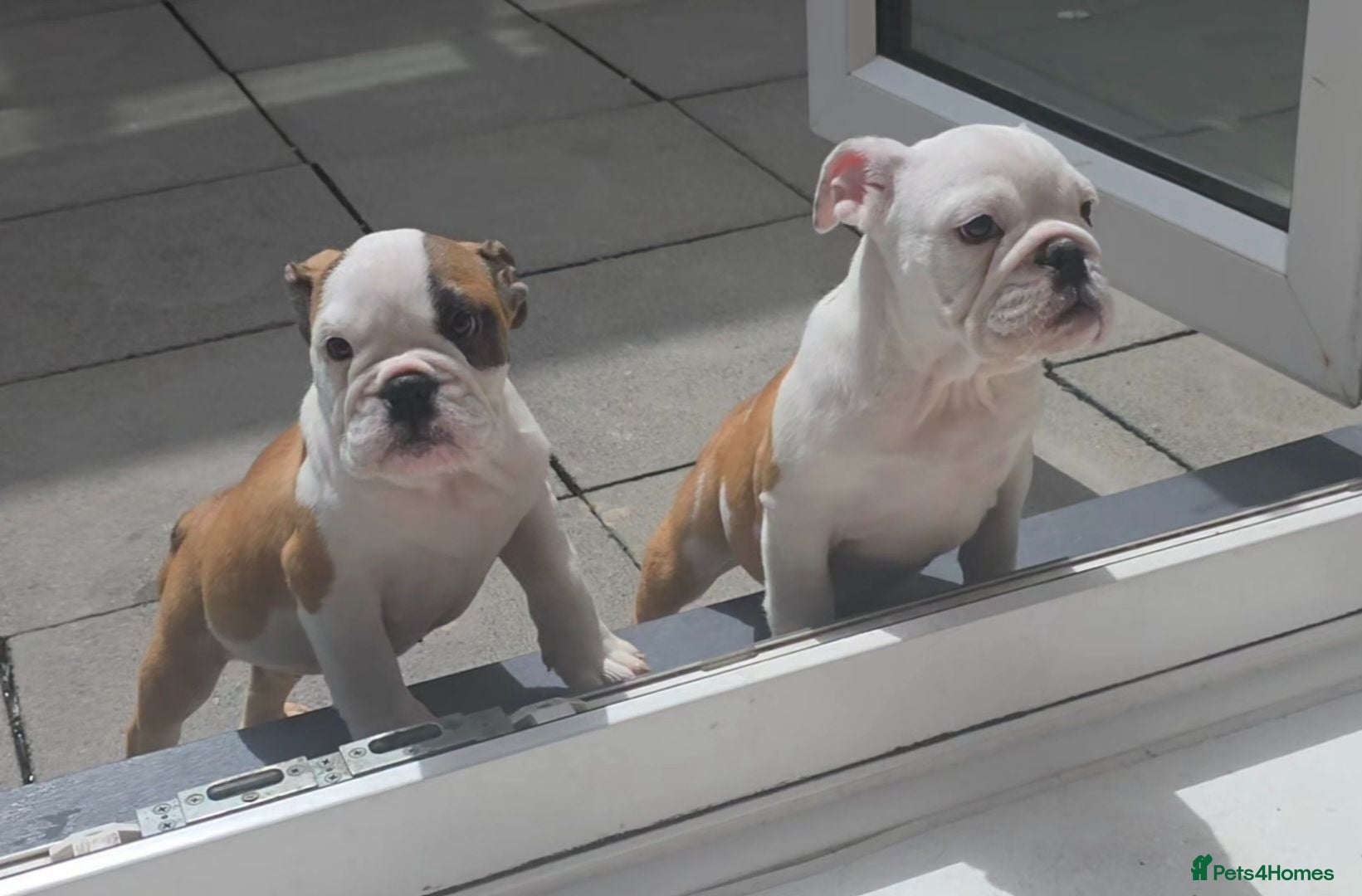 English Bulldog dogs English bulldog pups kc reg (READY NOW)   - Advert 3