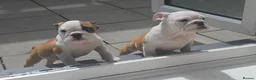 English Bulldog dogs for sale: English bulldog pups kc reg (READY NOW)   - Advert 5