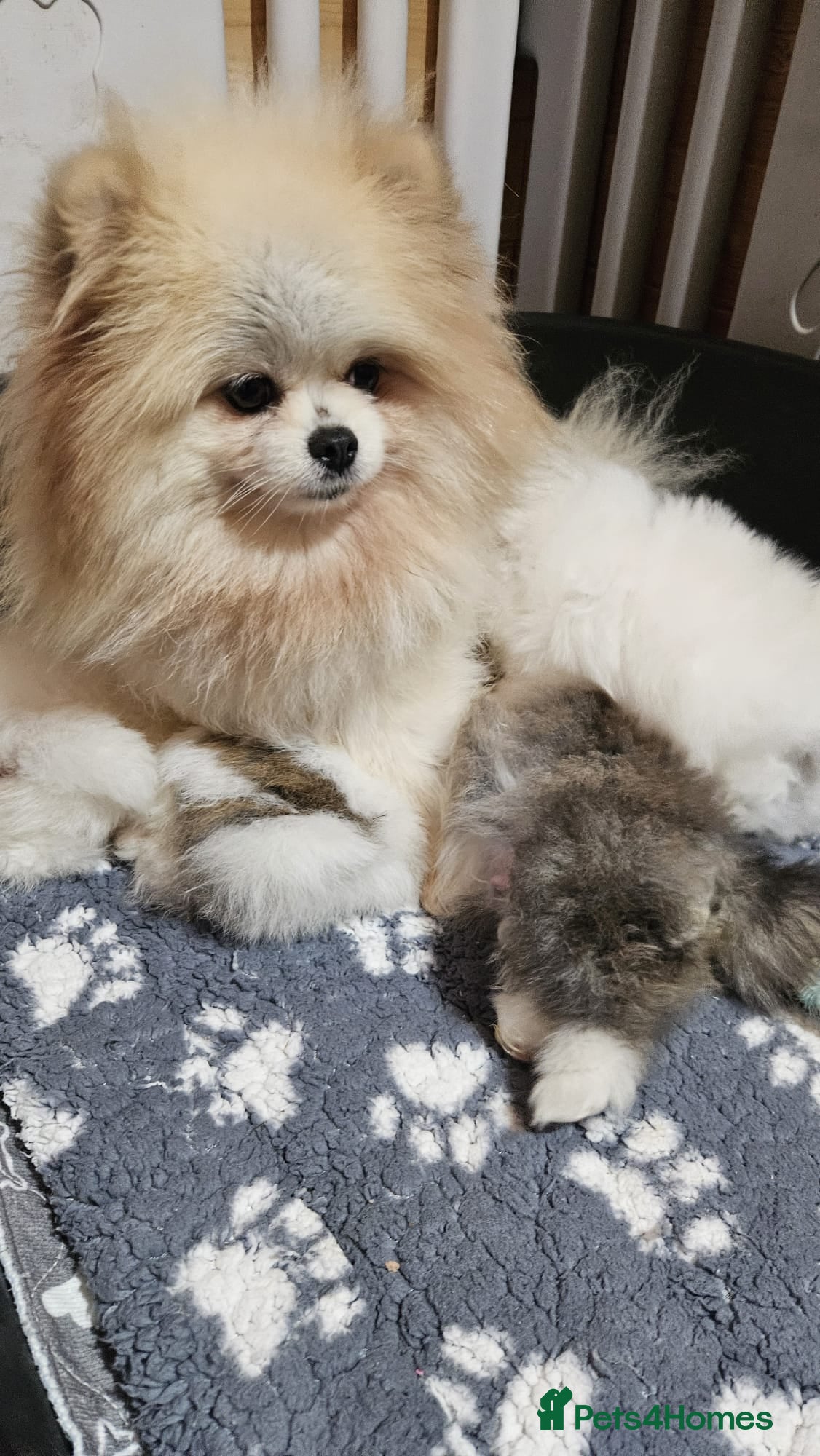 Pomeranian dogs Little beautiful pomeranians Tamworth  - Advert 7