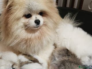 Pomeranian dogs Little beautiful pomeranians Tamworth - Advert 2