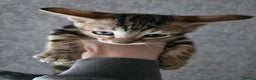 Bengal cats for sale: Two stunning little girls absolutely stunning!!!  - Advert 15