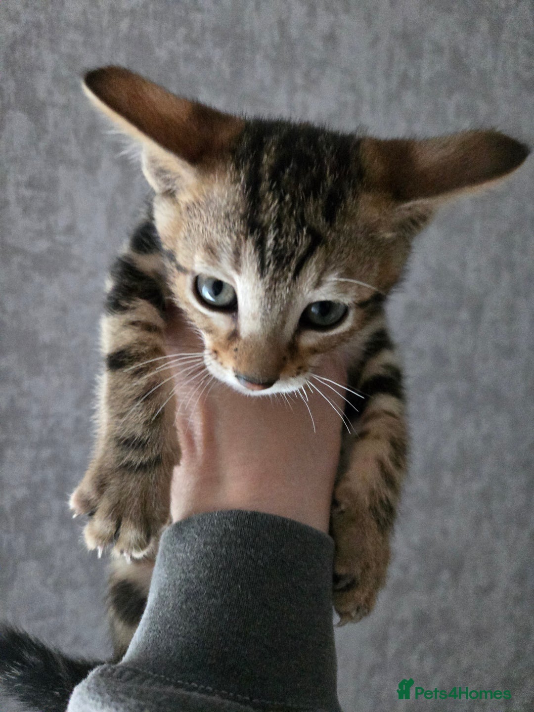 Bengal cats for sale: Two stunning little girls absolutely stunning!!!  - Advert 15