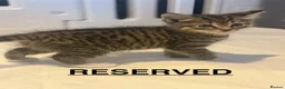 Mixed Breed cats for sale: Beautiful Kittens for sale  - Advert 13