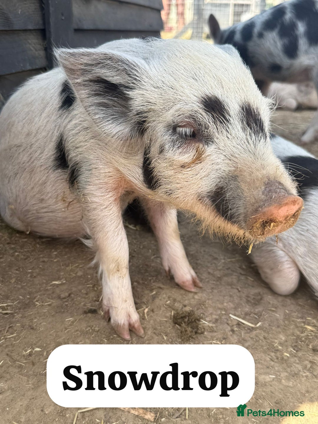 Pig livestock for sale: Just 2 Irresistible Mini Pigs left !  in Colchester - Image 5