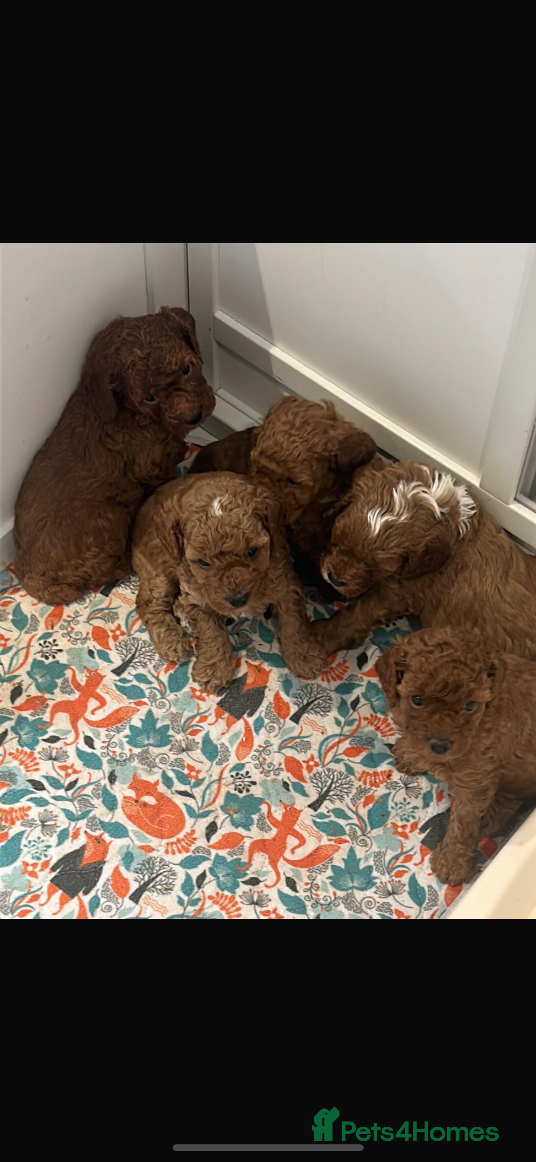 Cavapoo dogs for sale: Extensively health tested toy cavapoos red  - Advert 7