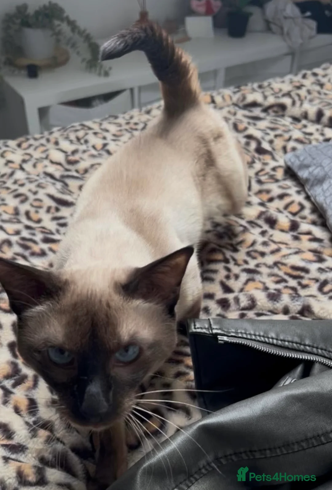 Siamese cats for stud: Seal Point Siamese STUD - Advert 2