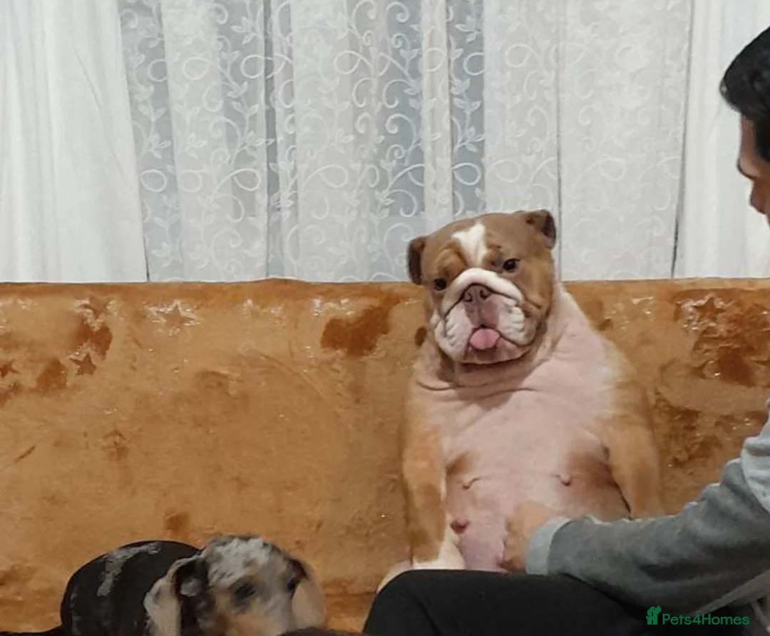 English Bulldog dogs for sale: Beautifull girl - Advert 4