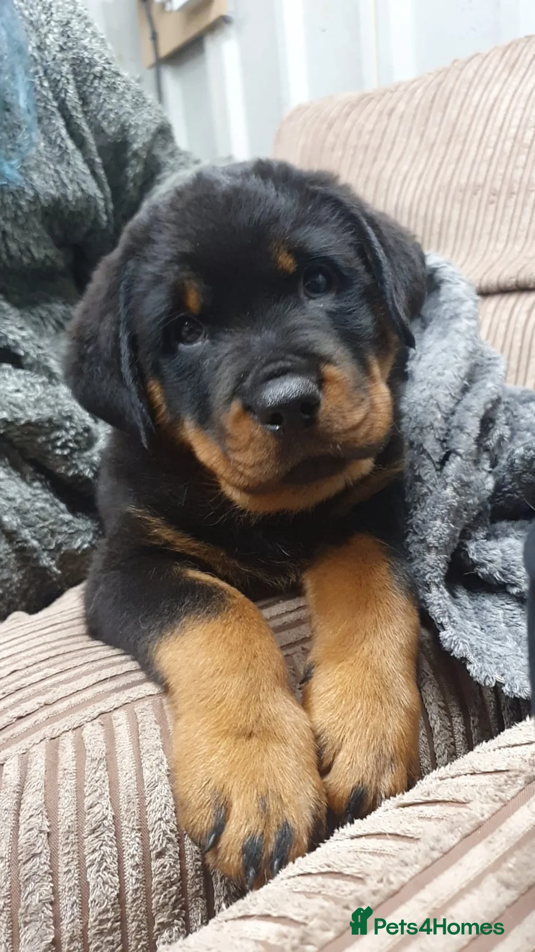 Rottweiler dogs for stud: Big old fashioned type - Advert 4