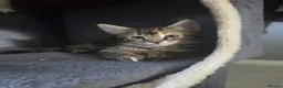 Mixed Breed cats for sale: Beautiful mixed breed kittens for sale - Advert 19