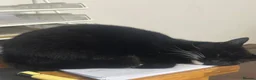 Mixed Breed cats for sale: For Adoption -(Free)  2 x female cats - Advert 6