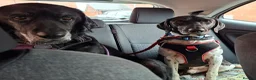 Mixed Breed dogs for adoption:  Stratos ❤️  - Advert 12
