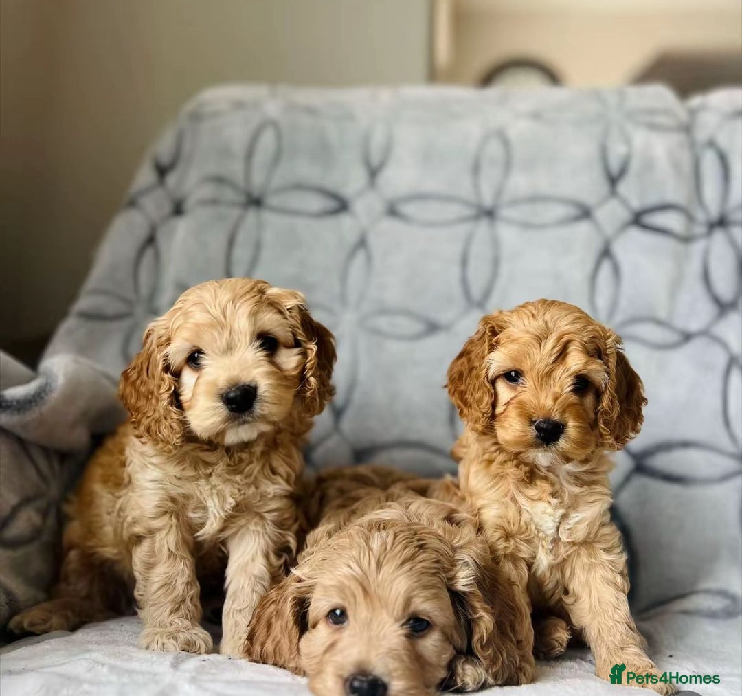 Cockapoo dogs for sale: Beautiful cockapoo puppies  - Advert 2