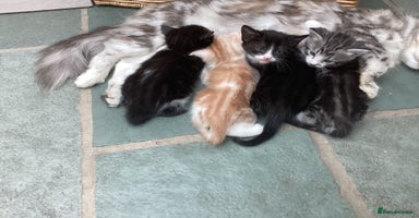 Mixed Breed cats - Advert 1