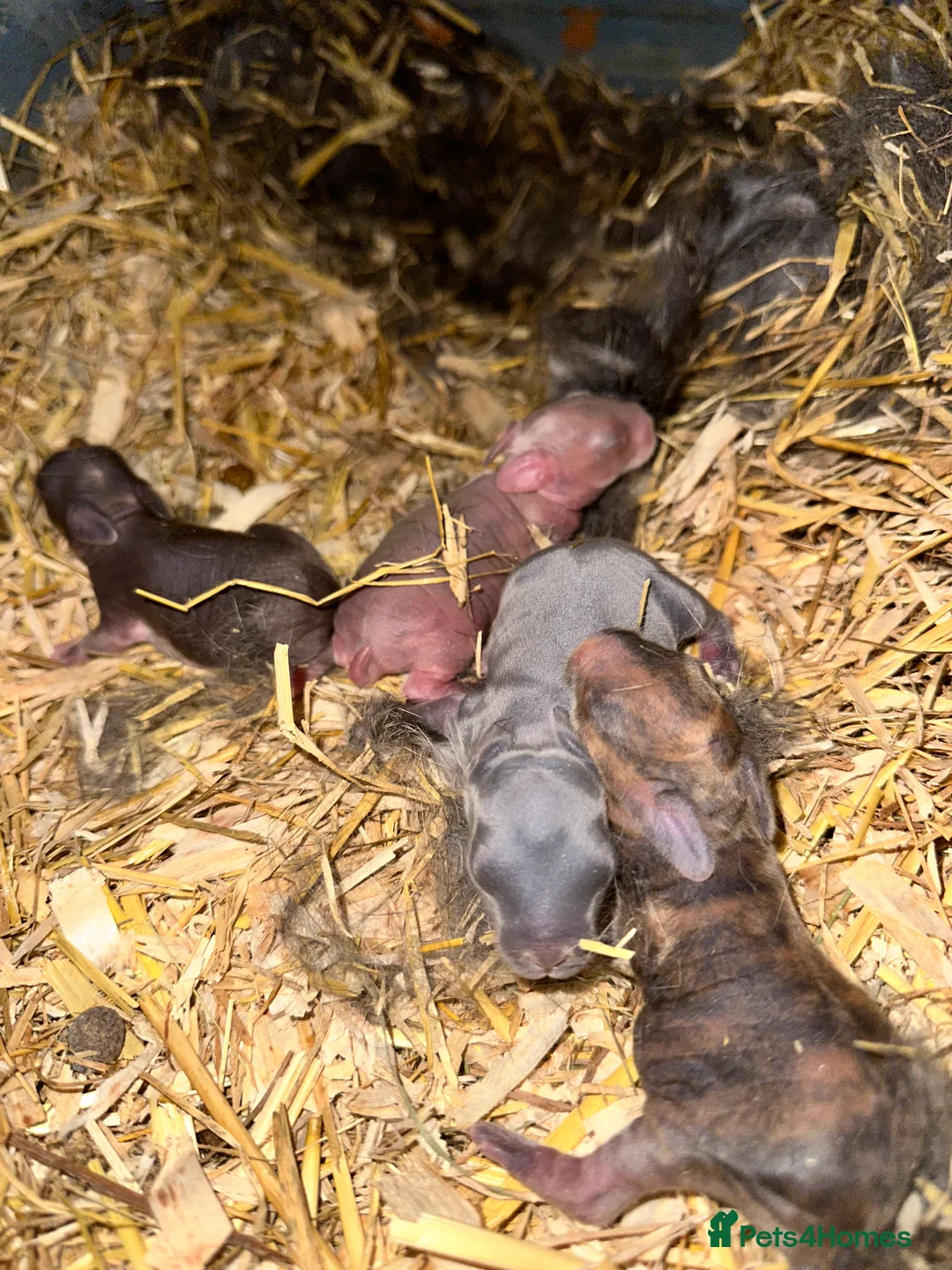 English Spot rabbits for sale: Adorable English Spot x Rex bunnies for sale - Advert 12