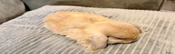 Mini Lop rabbits for sale: Pure Mini Lop Rabbits - Advert 3