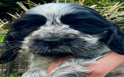 Cocker Spaniel dogs for sale: Ready Now - KC reg Blue Roan Show Cocker Spaniels in Selby - Image 14