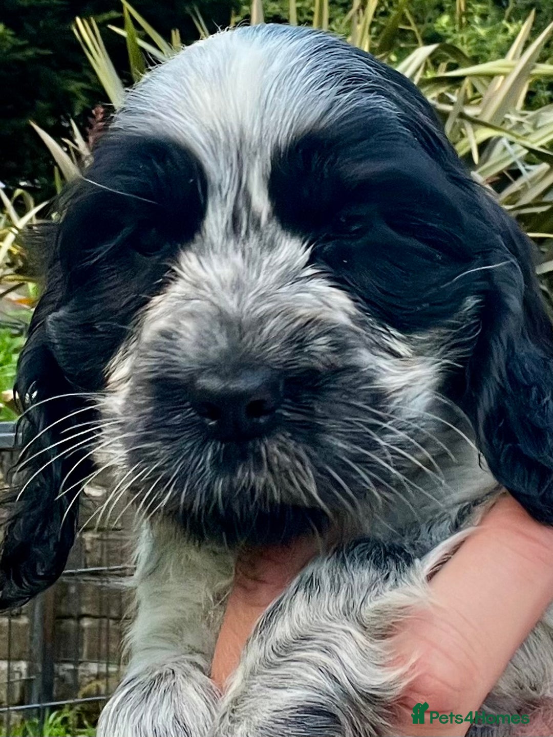 Cocker Spaniel dogs for sale: Ready Now - KC reg Blue Roan Show Cocker Spaniels in Selby - Image 14
