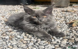 Maine Coon cats for sale: STUNNING MAINE COON SMOKE (tica activereg ) - Image 13
