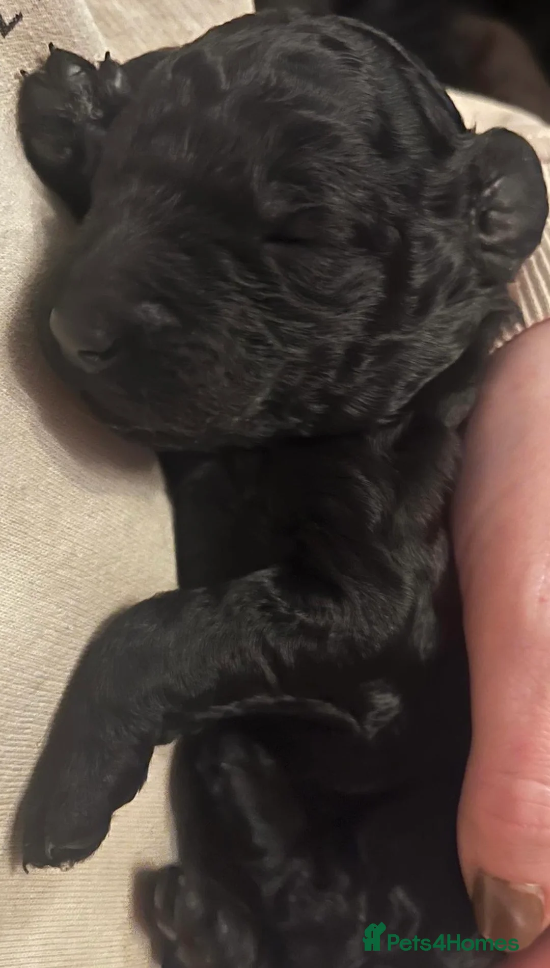 Standard Poodle dogs for sale: Reduced price£1800 Wonderful standard poodle pup’s - Advert 10