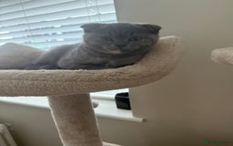 Scottish Fold cats for sale: Scottish fold girl - Image 5
