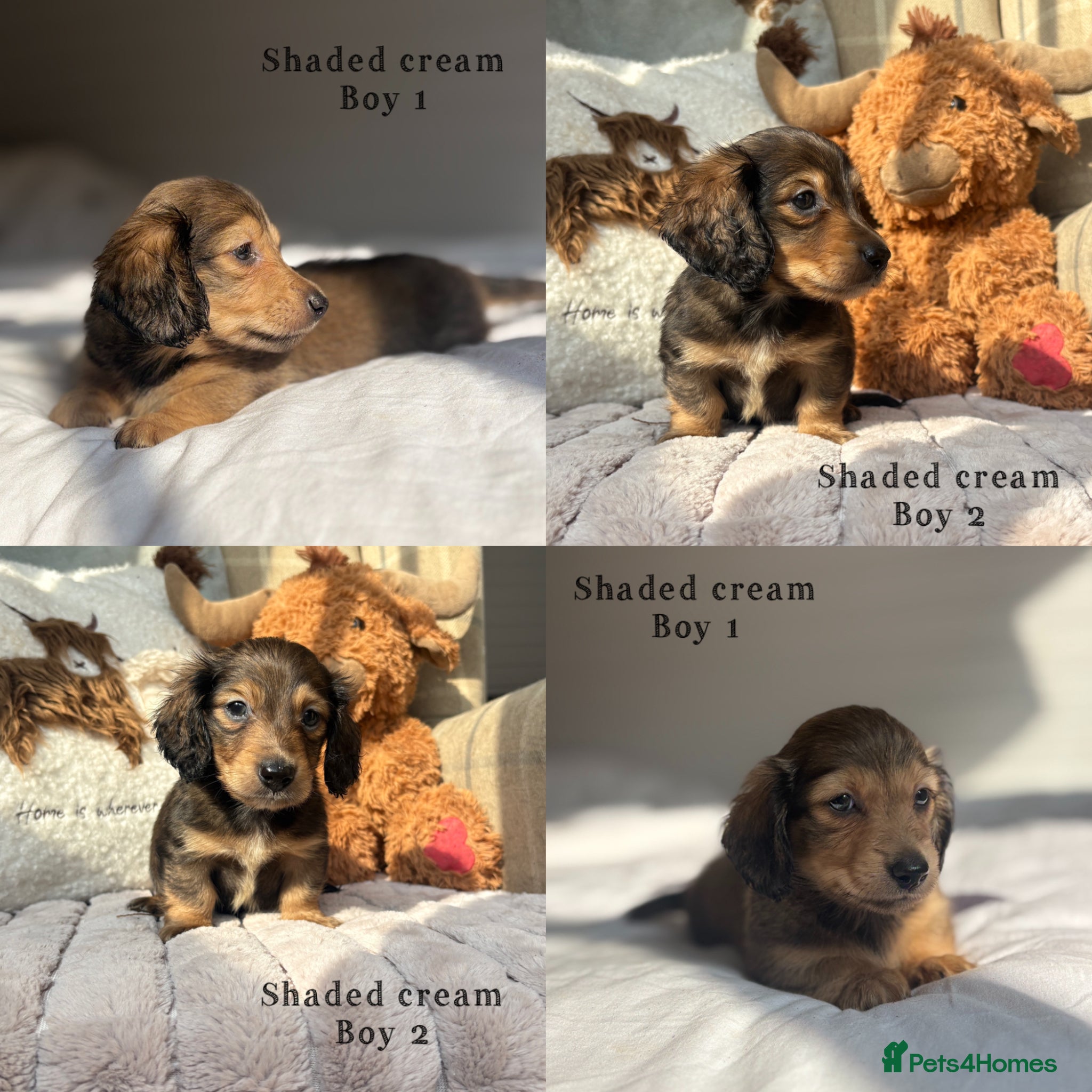 Miniature Dachshund dogs KC CREAM LONG HAIRED MINIATURE DACHSHUNDS🤍 - Advert 13